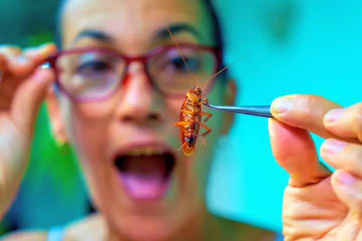 A Girl Examines A Cockroach
