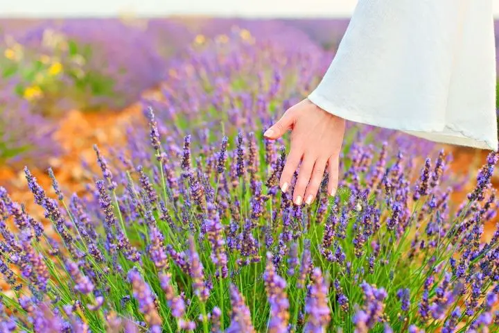 A Girl In A Field Of Lavender