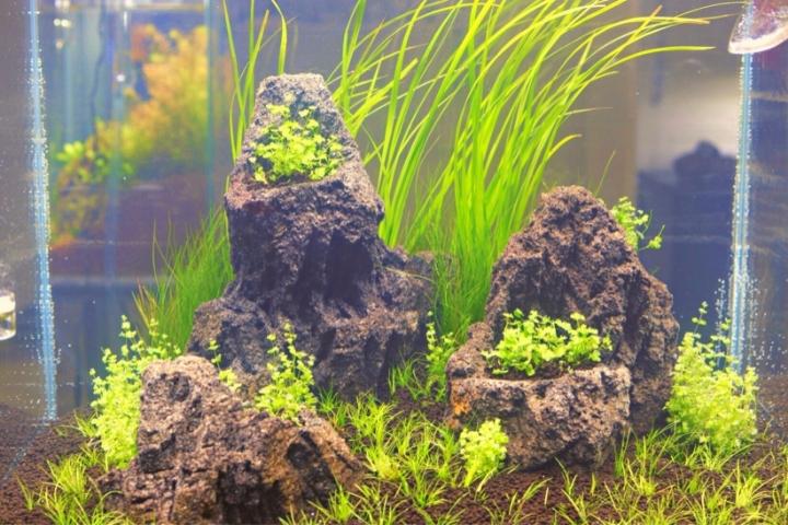 Aquatic Grass Plants