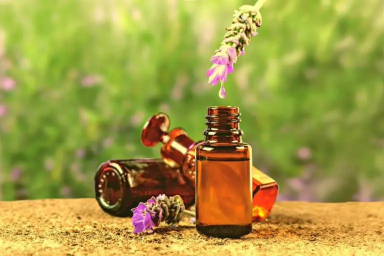 Can You Eat Lavender Essential Oil – The Dos and Don’ts of Lavender