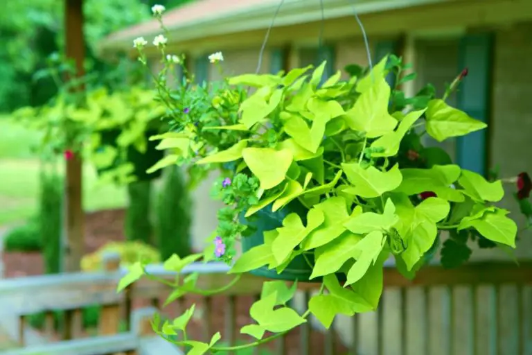 Growing a Sweet Potato Vine Indoors – 3 Steps for Success