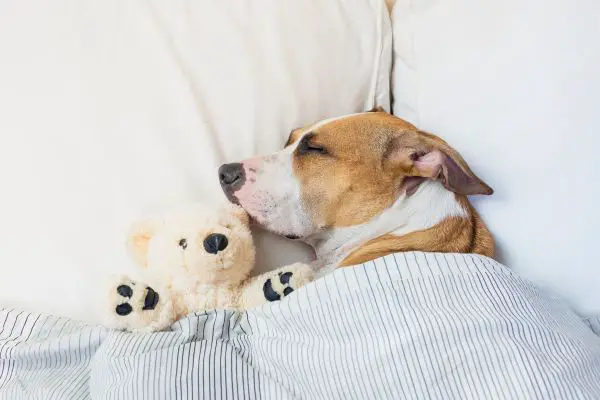 Cute Dog Sleeping With Stuffed Animal