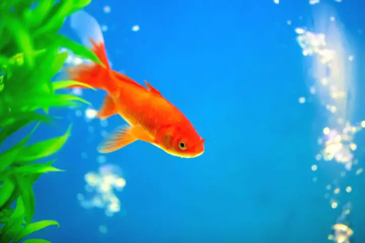 Fish Swims In An Aquarium
