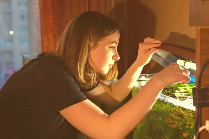 Girl Is Feeding Fish In Her Aquarium