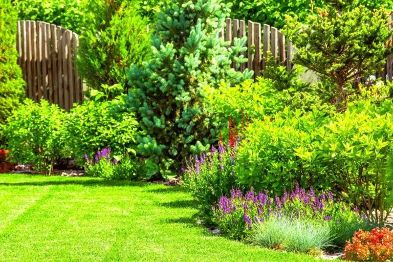 Is It Safe to Use Grey Water for Garden? Things You Should Know!