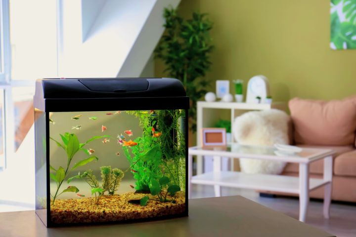 Home Aquarium Is On The Table