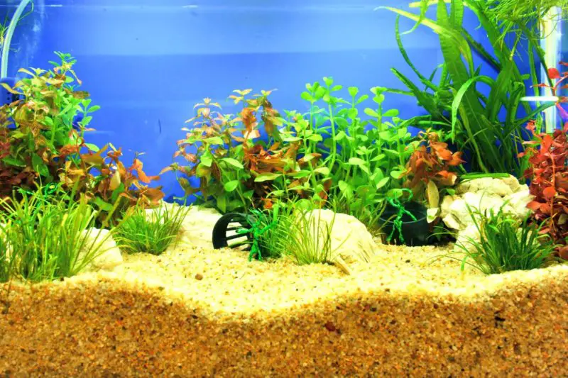 How Much Sand for Aquarium? All you need to know about fish tank sand volume EnviroMom