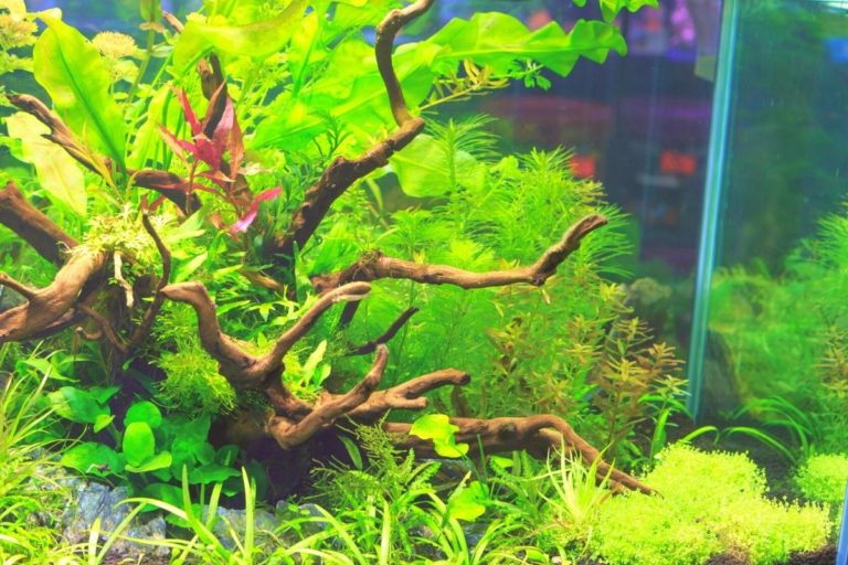 How To Plant Aquarium Plants In Sand