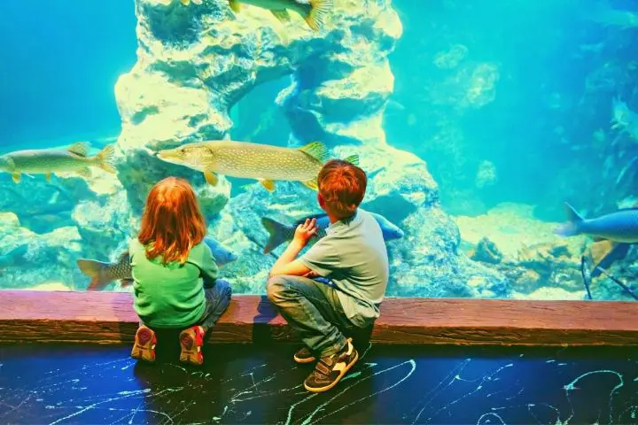 Kids Are Watching Fish In Aquarium
