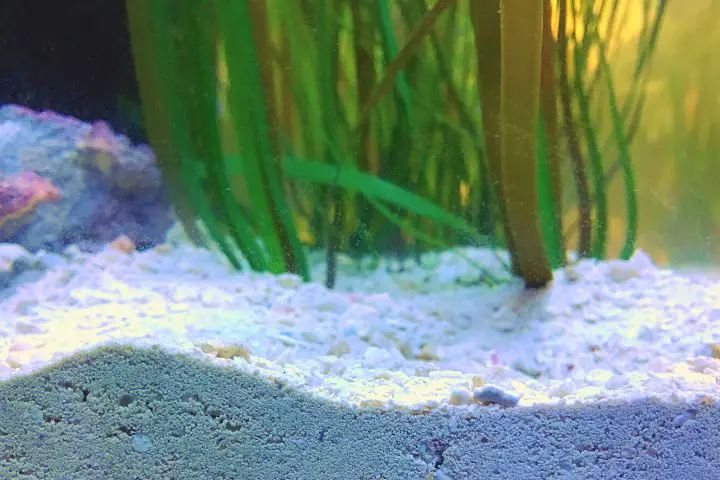 Level Of Sand In Aquarium