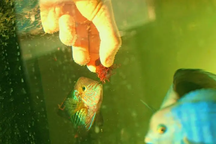 Man Is Feeding Fish In Aquarium