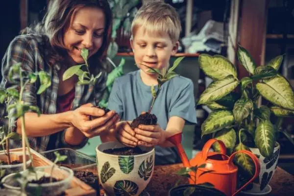 Mom And Son Caring For Indoor Plants