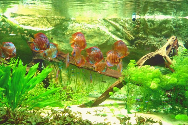 Pool Filtration Sand For Aquarium