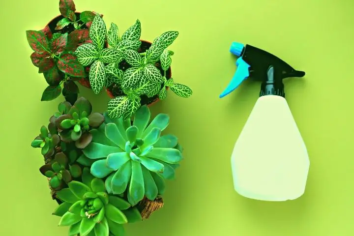 Succulents And Spray With Neem Oil