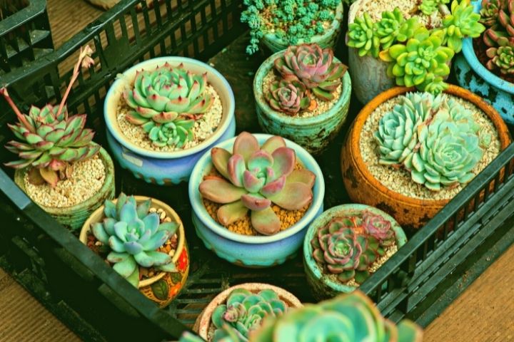 Succulents At Home