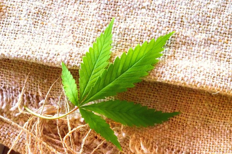 Why Is Hemp Clothing So Expensive