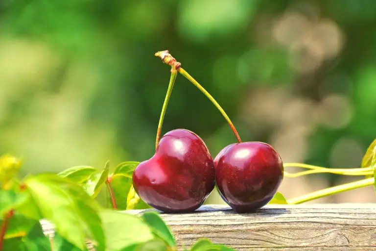Can You Swallow Cherry Pits | + All you need to know about Cyanide