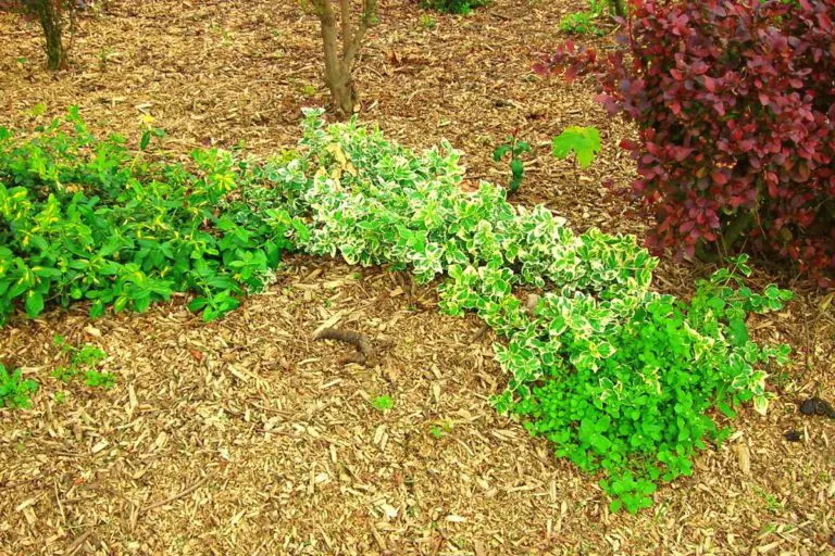 Can You Use Shredded Cardboard As Mulch – There Are More Ways Than One