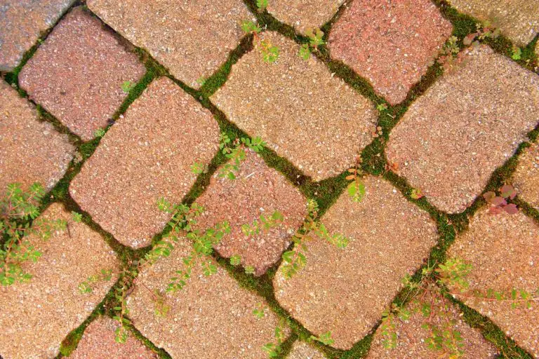 How to Get Rid of Moss on Pavers | Watch Your Step!