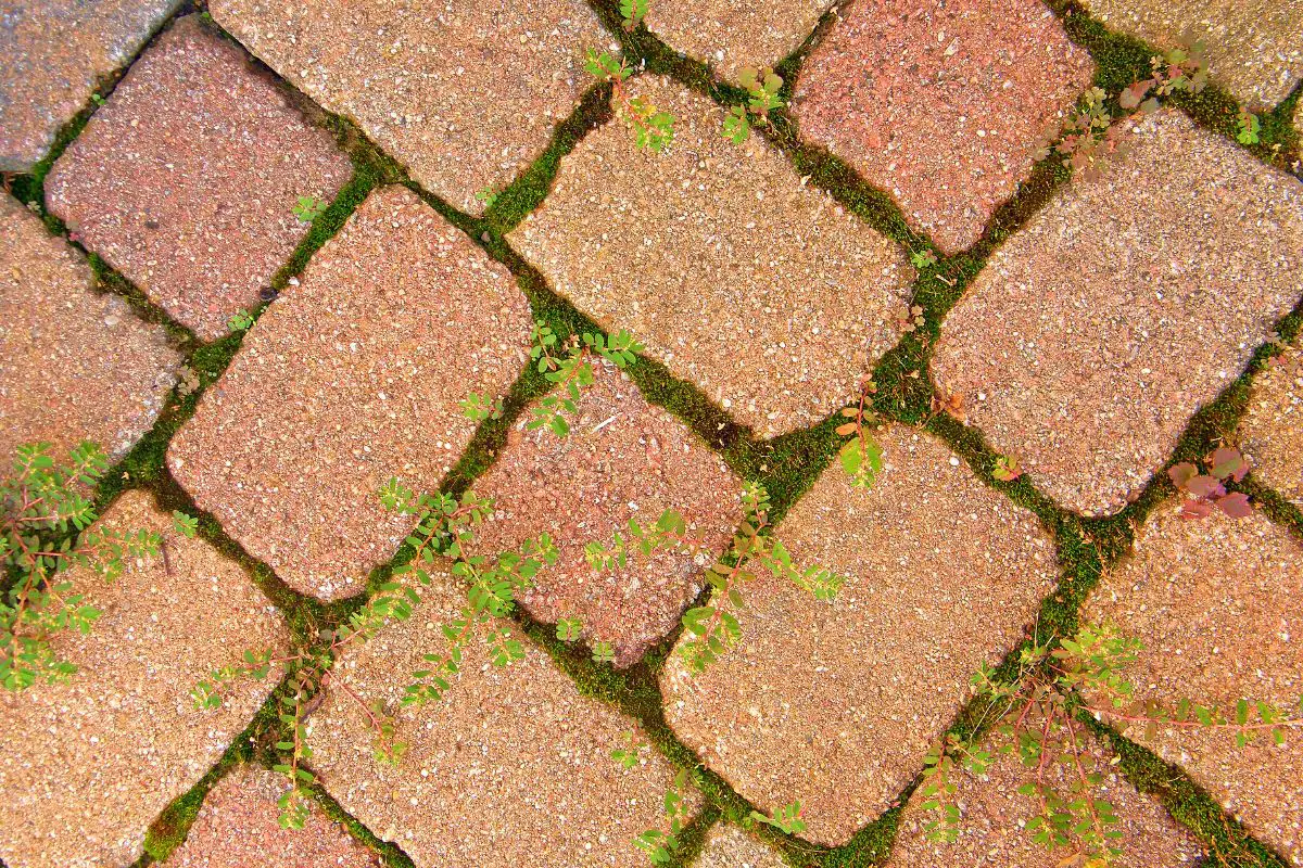 How To Get Rid Of Moss On Pavers