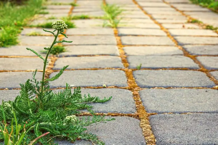 How to Stop Weeds Growing Between Pavers | + How to Remove Them!