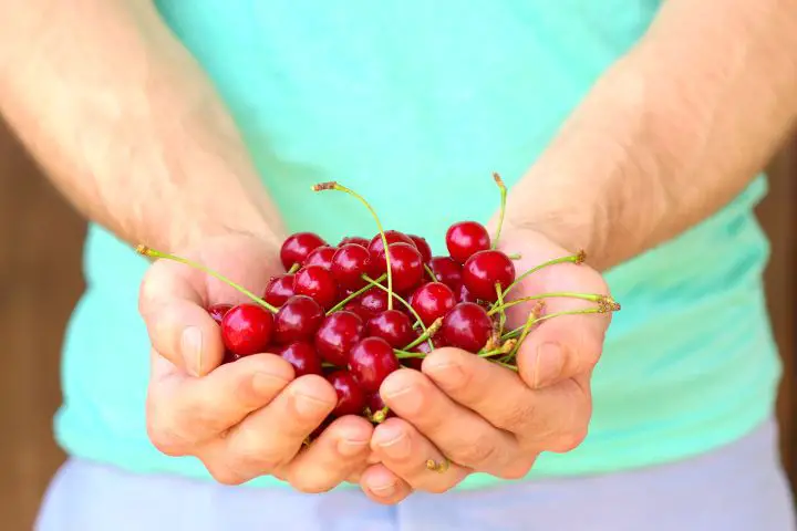 Man Is Holding A Bunch Of Cherries In Hands