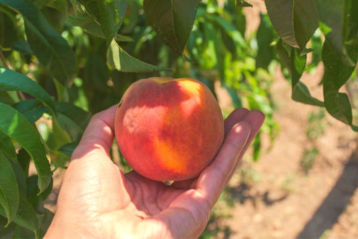 Peach In Hand