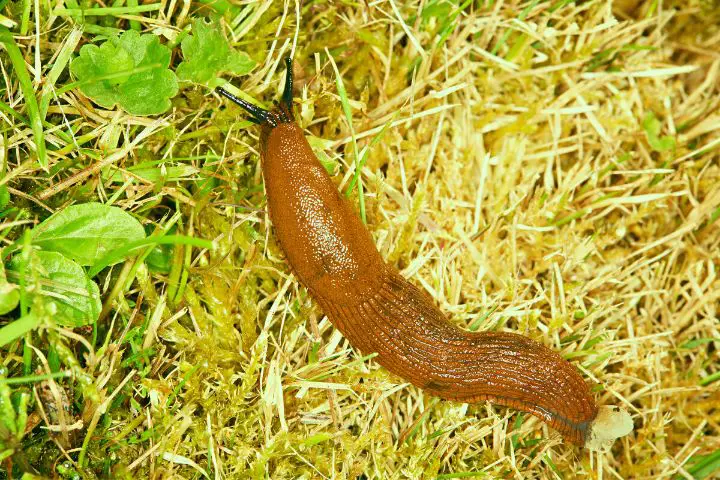 Slug In Compost