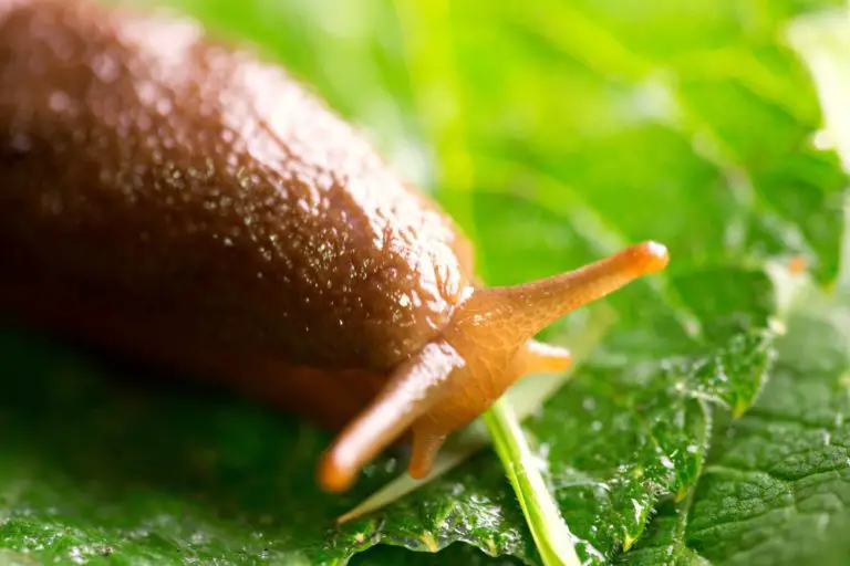 Slugs in Compost | Is it okay to have slugs in the compost?