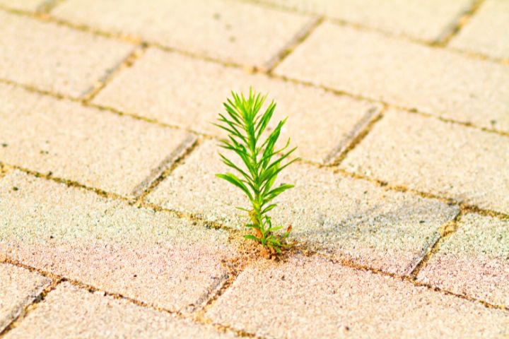 Weed In Pavers