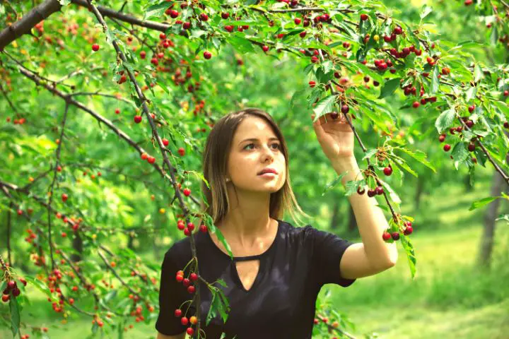 Woman Is Standing In Front Of Cherry Tree 1
