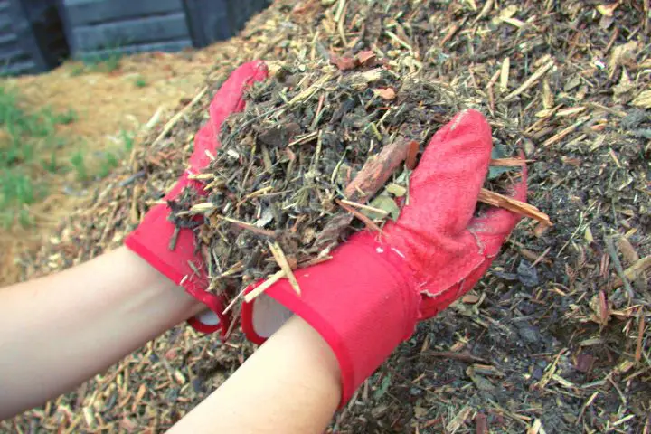 Woman With Mulch In Hands