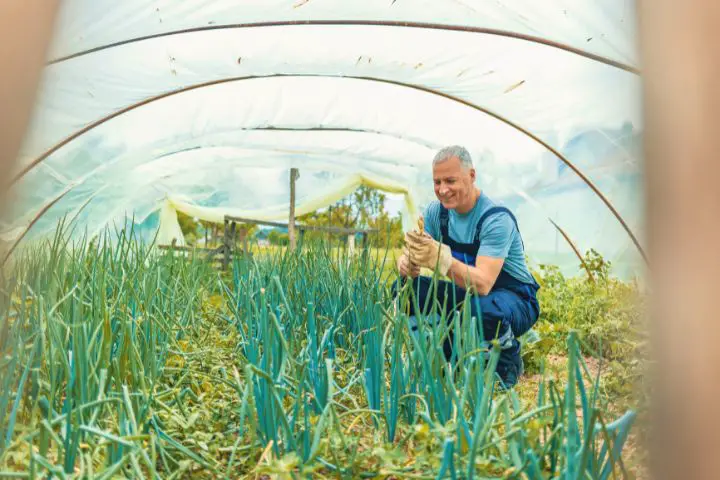 A Man Harvests In A Greenhouse
