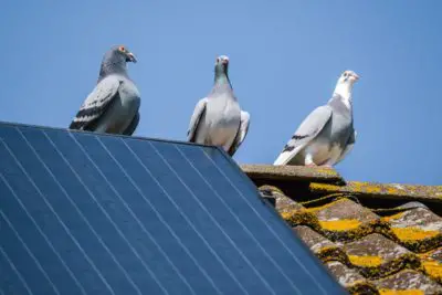 How To Get Rid Of Pigeons Under Solar Panels