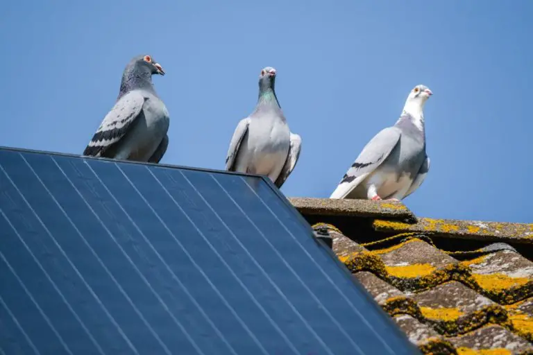 How to Get Rid of Pigeons Under Solar Panels | 6 easy tips