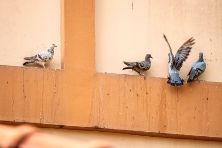 Pigeons Droppings On A Roof