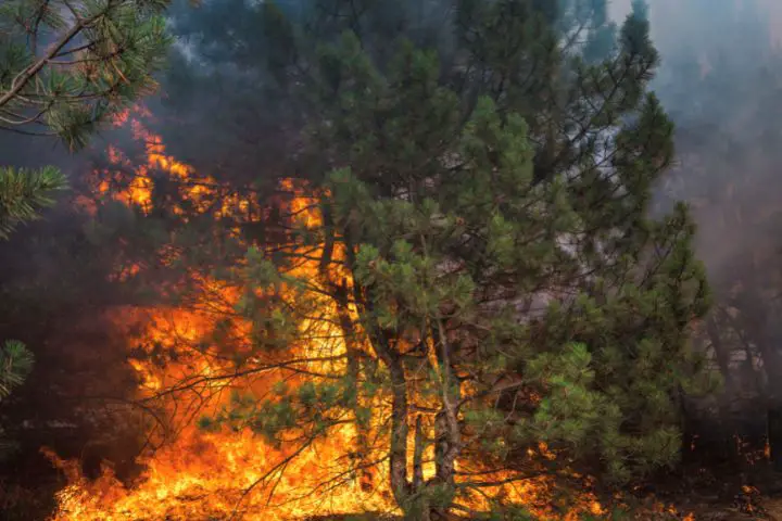 The Forest Is Burning Because Of Climate Change