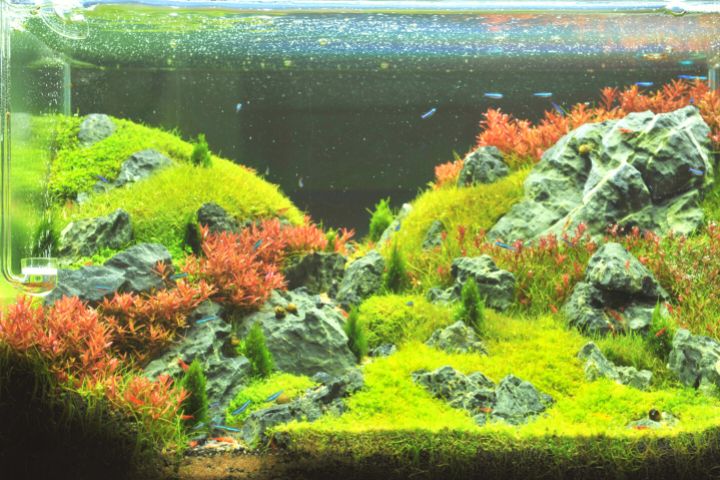 Aquarium With Small Fish