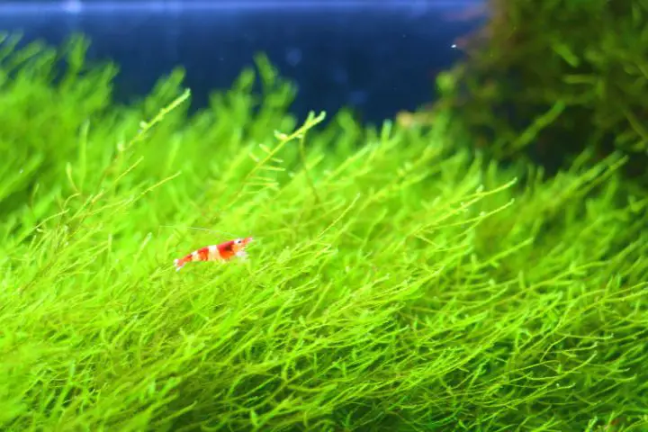 Shrimp In Aquarium