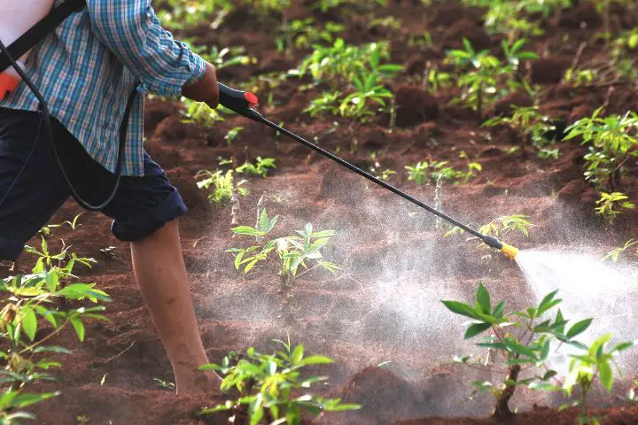 Spraying Chemicals On Soil