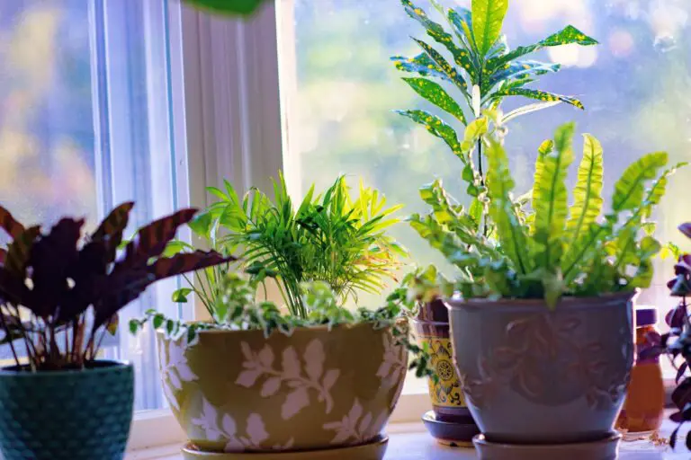 How To Keep Indoor Plants Alive In Winter – Keep Them Happy in the Cold Months!