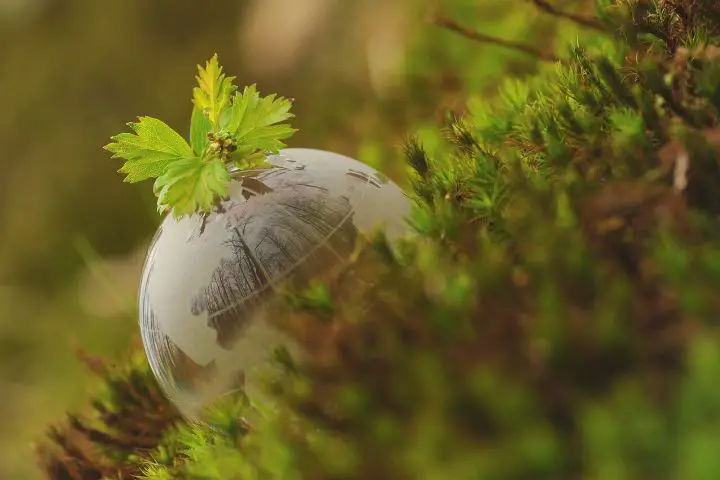 A Ball In The Form Of Planet Earth In The Forest
