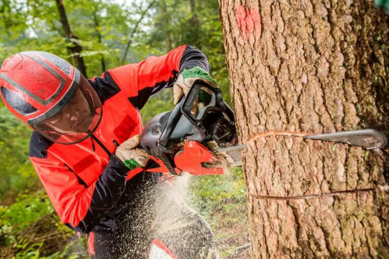 Environmental Benefits of Tree Cutting | Yes, they exist + How to Do It Safely