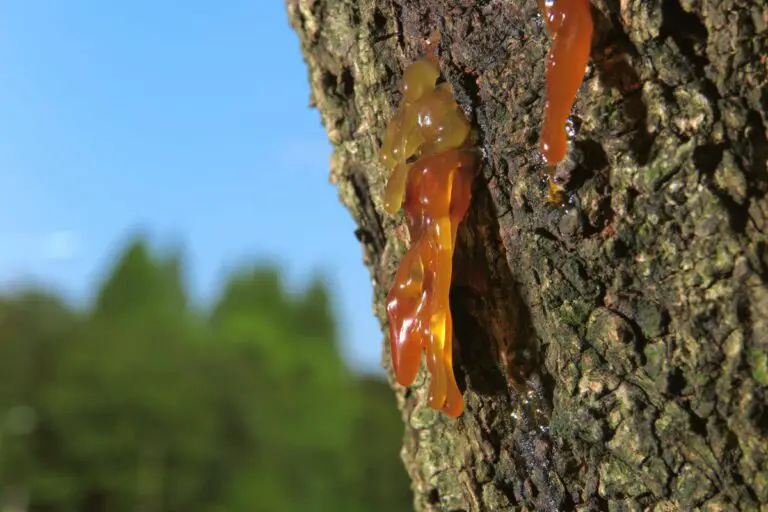 How to Get Tree Sap Out of Clothes | Bye-Bye Tree Hugging Mess
