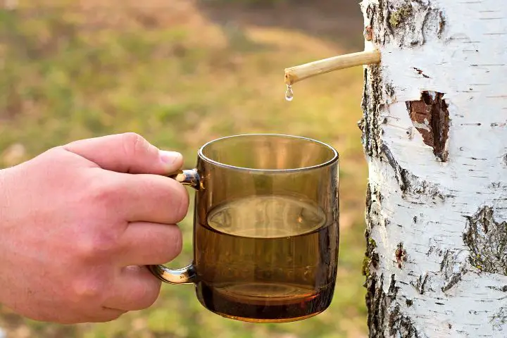Man Collects Tree Sap In A Mug