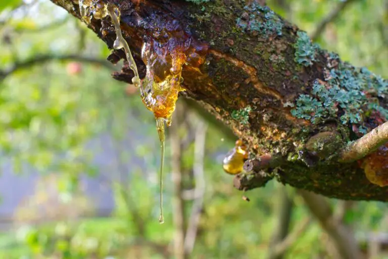 Tree Resin vs Tree Sap | Are they the same?… Not quite!
