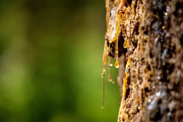 What Is Tree Sap | Is it safe?