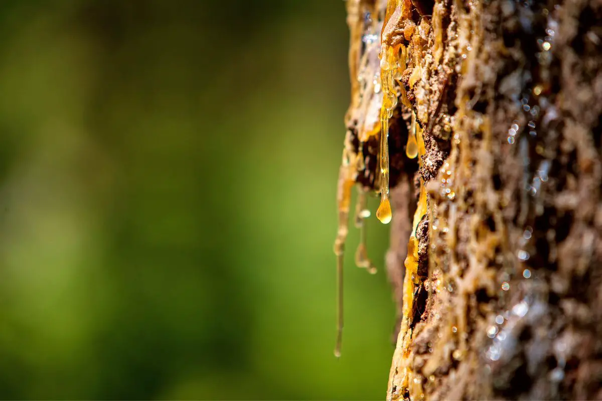 What Is Tree Sap