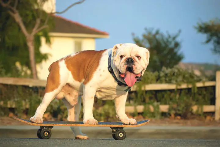 Dog Is Standing On Electric Skateboard