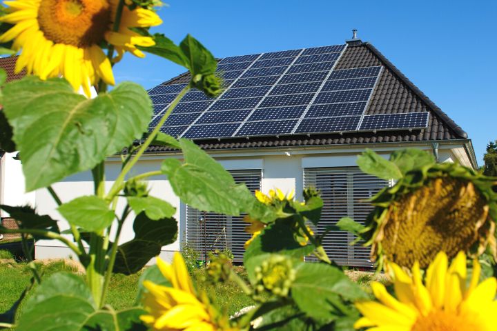 Solar Panels And Sunflowers